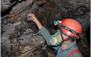 Scientists Discover Giant Spider Web with 111,000 Spiders